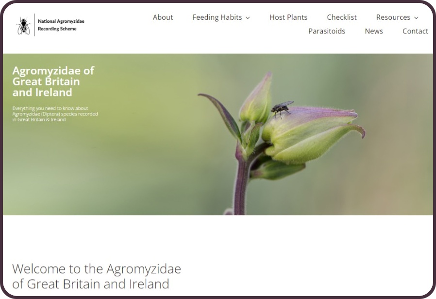 Screenshot of Agromyzidae Recording Scheme website