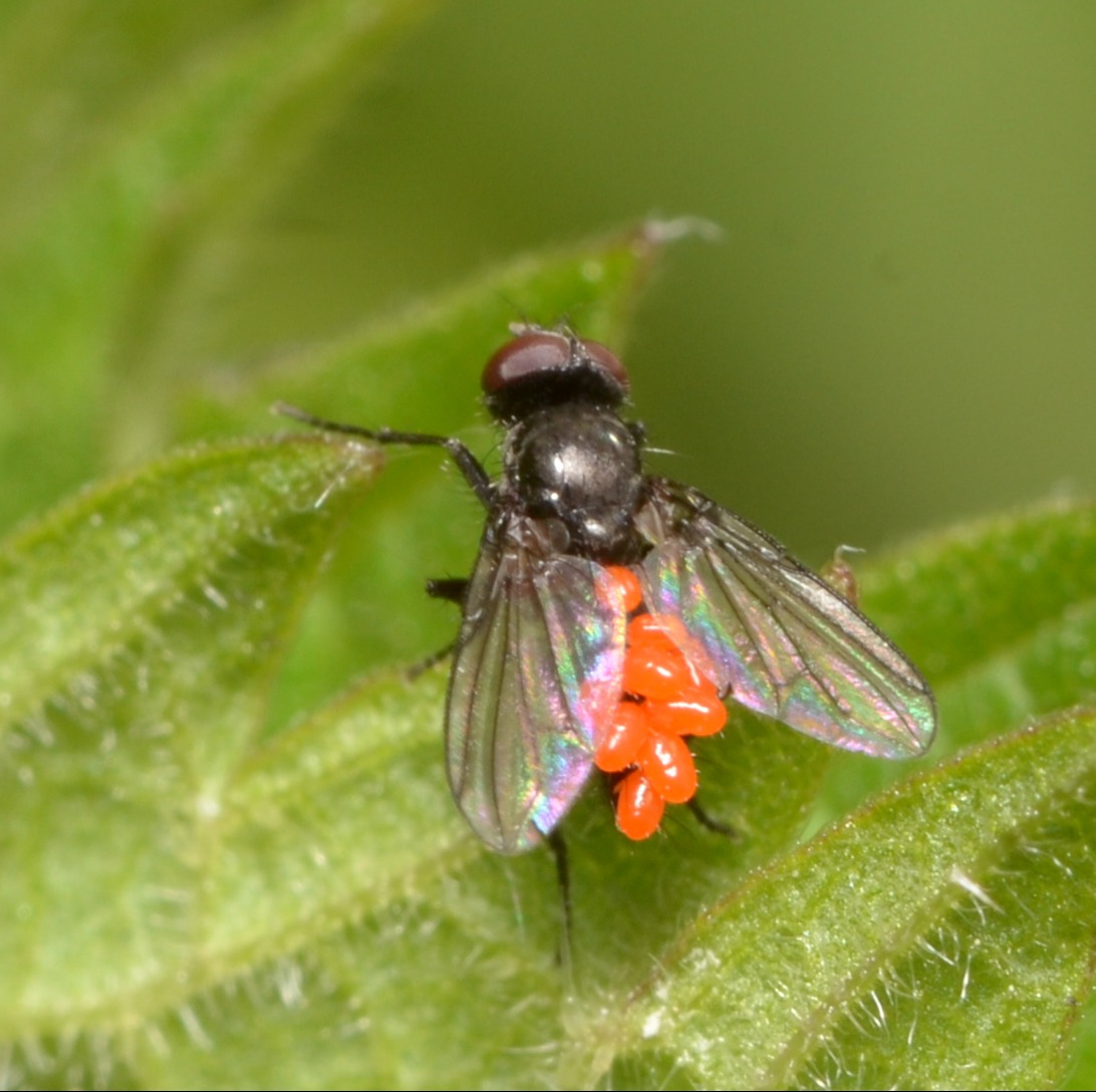 Parasitoid larvae?
