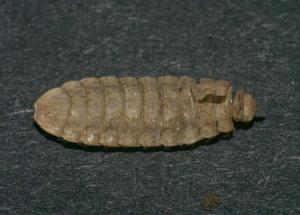 Chloromyia formosa empty puparium, dorsal