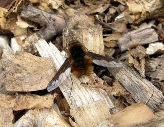 Dark-edged Bee-fly, Bombylius major, by Martin Harvey