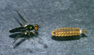 Chorisops tibialis freshly emerged male