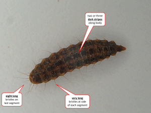 ID features for Eupachygaster tarsalis