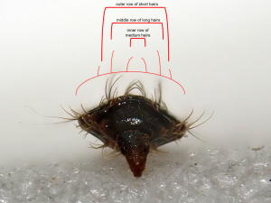 Eupachygaster tarsalis dorsal hairs, shown from in front of of the larva