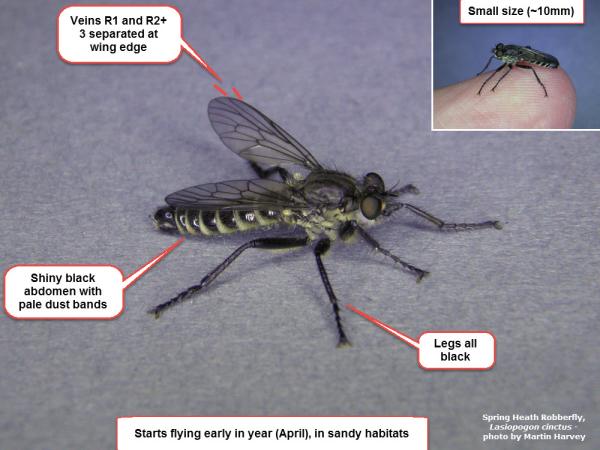 Lasiopogon cinctus identification guide