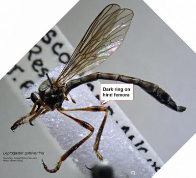 Leptogaster guttiventris specimen showing dark ring on hind tibia