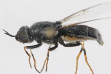 Odonotomyia tigrina female