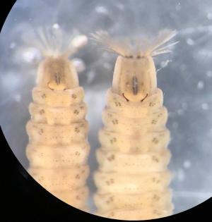 Larvae of soldierfly Oxycera morrisii