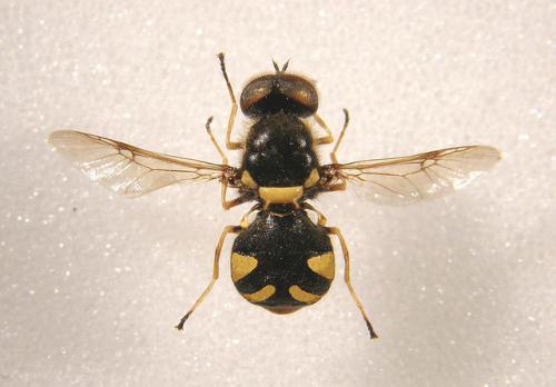 Oxycera rara, male specimen by Steven Falk