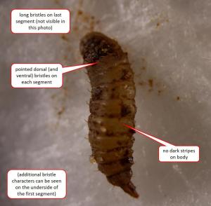 ID features for Pachygaster leachii