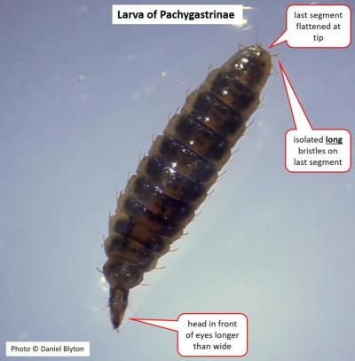 ID features for Pachygastrinae