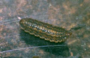 Sargus bipunctatus larvae 2