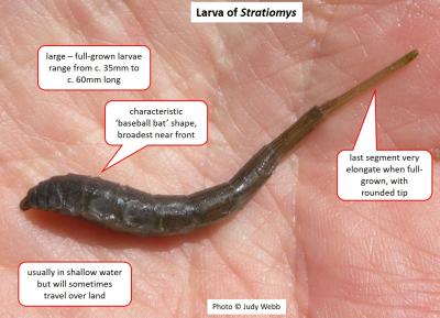 ID features for genus Stratiomys