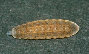 Larva of soldierfly, probably Chloromyia formosa