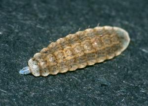 Larva of soldierfly, probably Chloromyia formosa