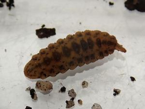 soldierfly larva possibly Chorisops