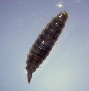 Pachygaster atra larva