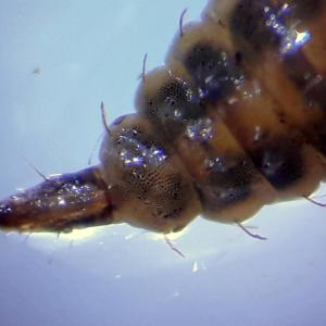 Pachygaster atra larva