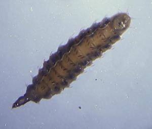 Pachygaster atra larva