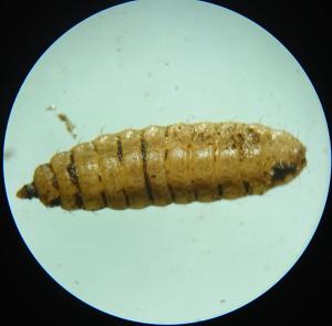 Larva of soldierfly, possibly a species of Sargus