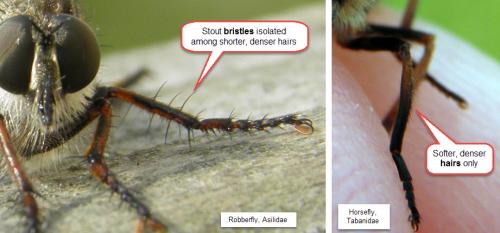 comparison of bristles and hairs on legs of two flies