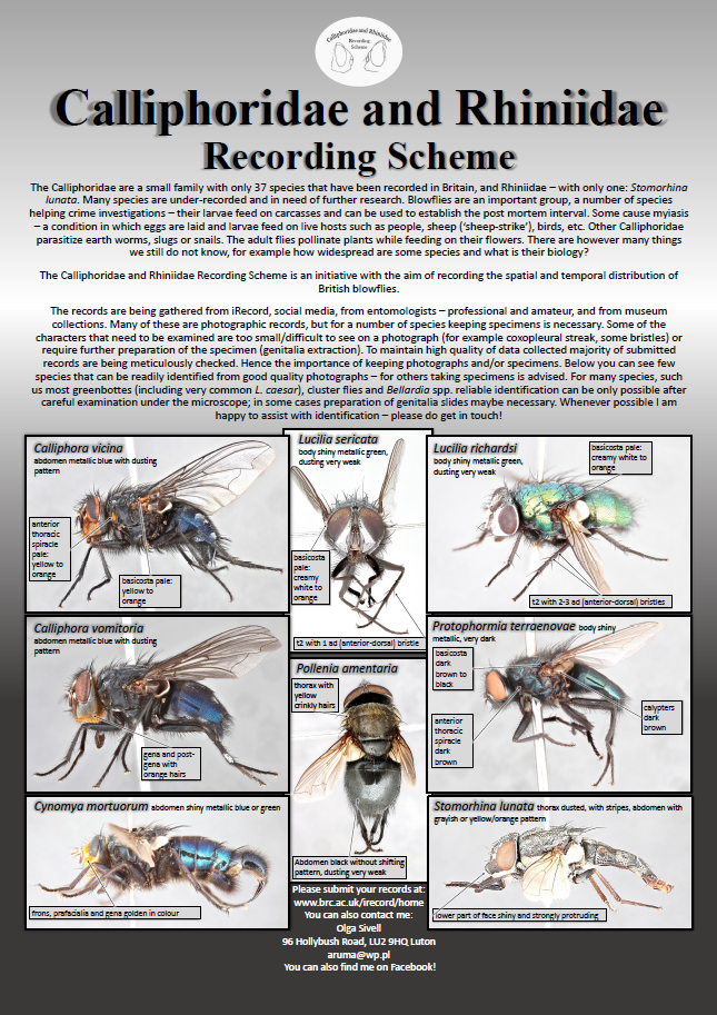 Calliphoridae recording scheme poster