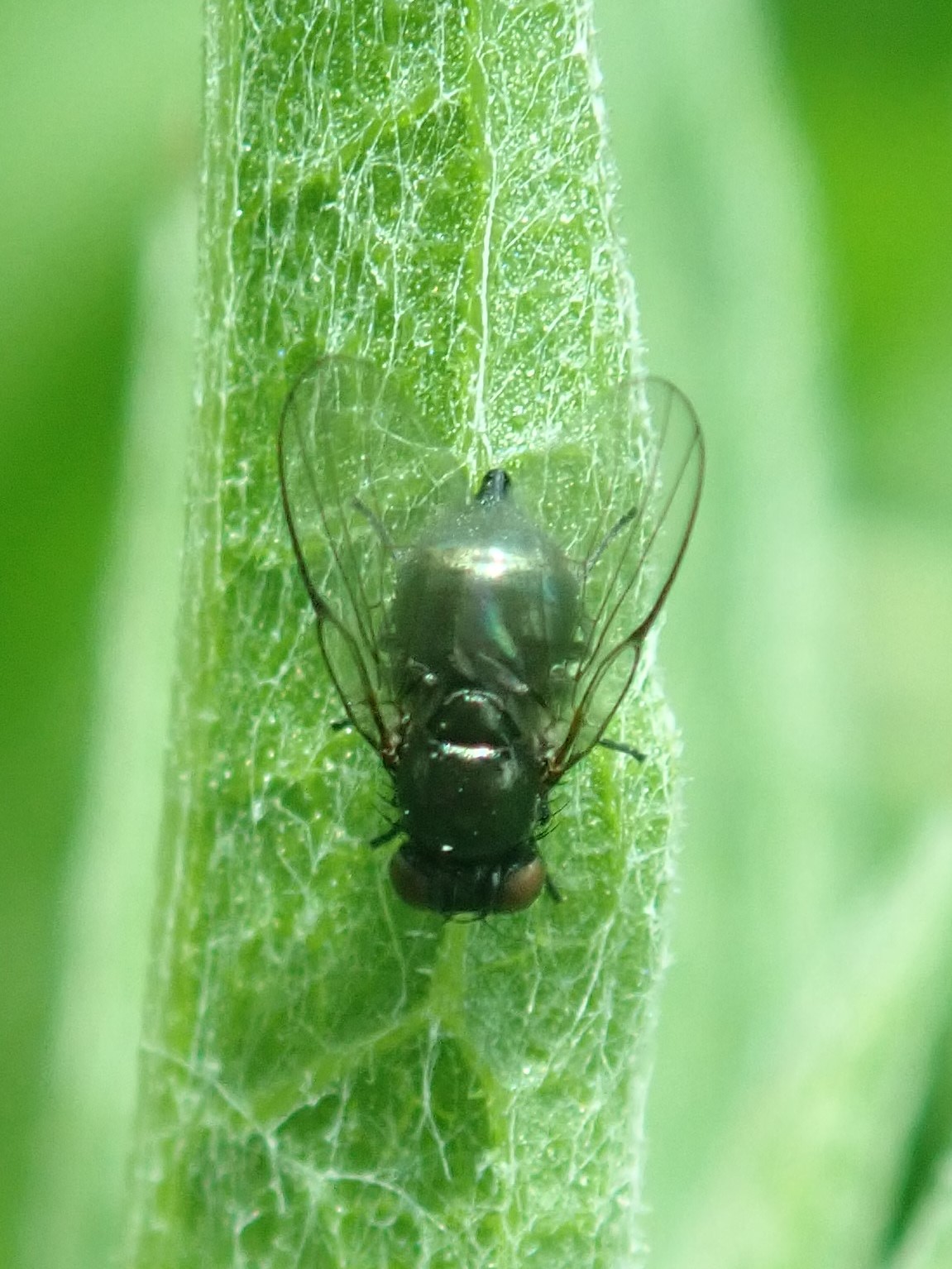 Gall fly | Dipterists forum