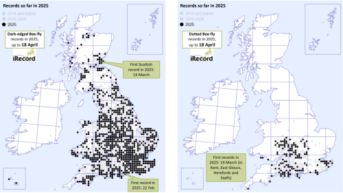 Maps showing the distribution of records in 2025 for Dark-edged and Dotted Bee-fly.