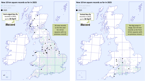 Maps showing the 10 km squares in which Dark-edged and Dotted Bee-fly were reported for the first time ever in 2025.