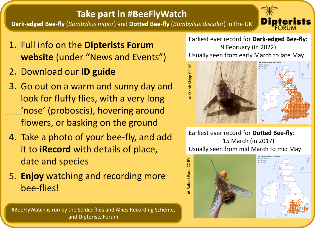 Bee-fly Watch poster