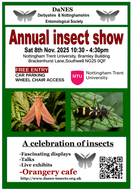 Poster for the DaNES Insect Show