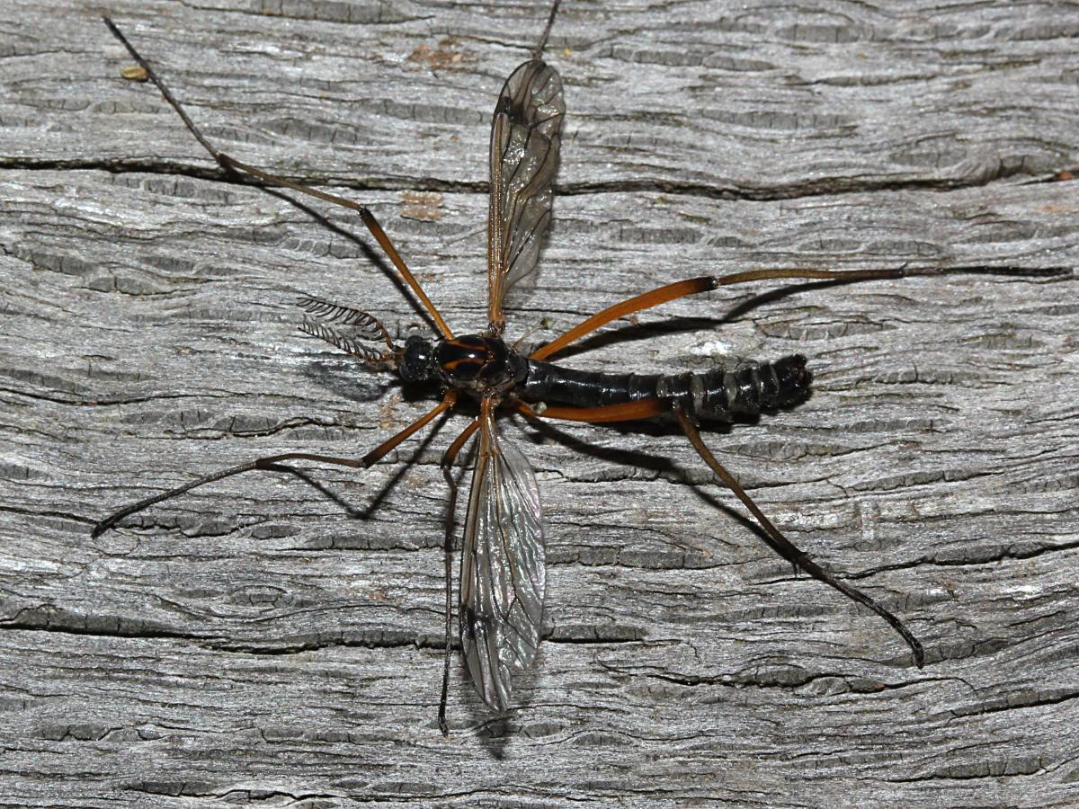 Male photographed in Yardley Chase MoD, Northants