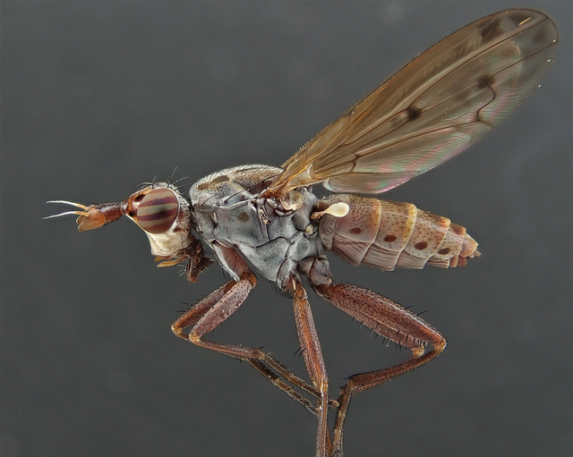 A snail-killing fly, Elgiva cucularia