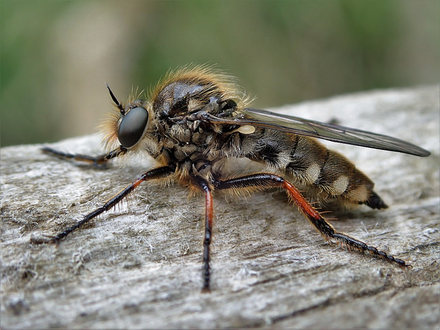 Slender-footed Robberfly, Leptarthrus brevirostris