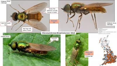 Example page from soldierfly ID guide