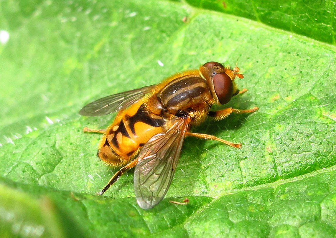 Parhelophilus species, a hoverfly