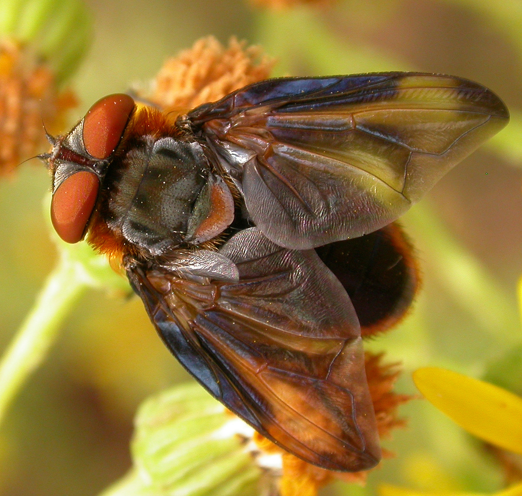 A tachinid fly, Phasia hemiptera