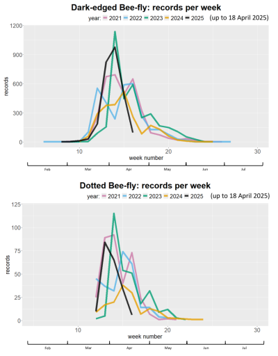Chart showing number of records per week for the two spring bee-fly species, for the years 2021 to 2025