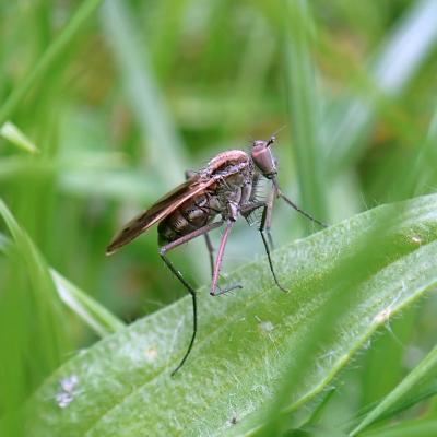 Scellus notatus, a dolichopodid fly