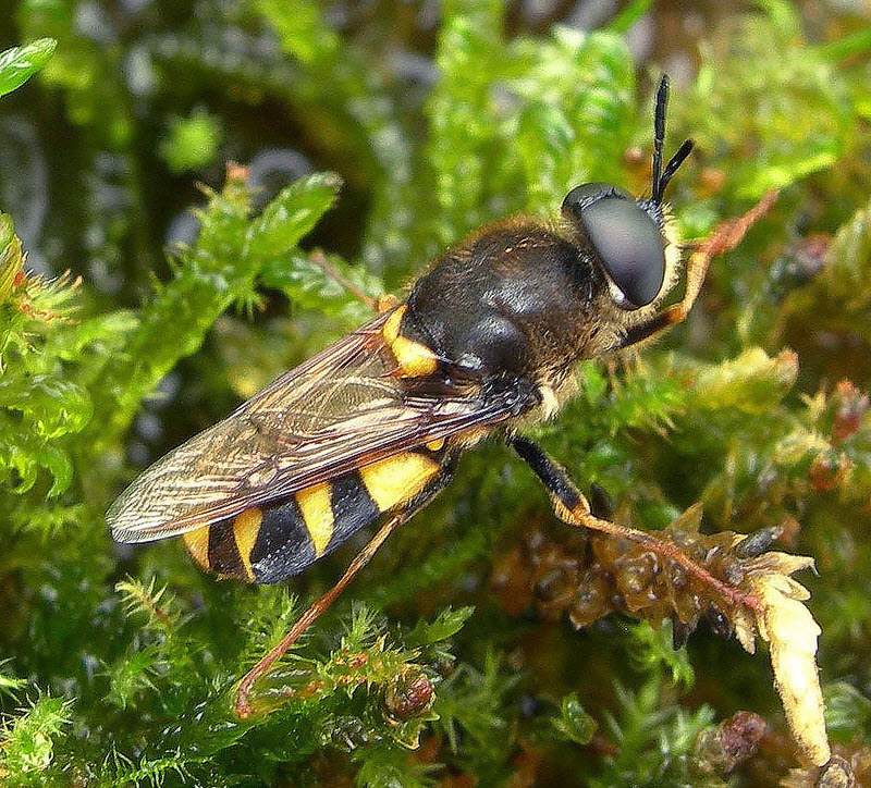 Clubbed General soldierfly, Stratiomys chaemaeleon