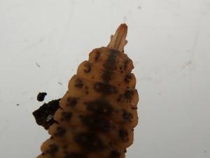 Head of soldierfly larvae