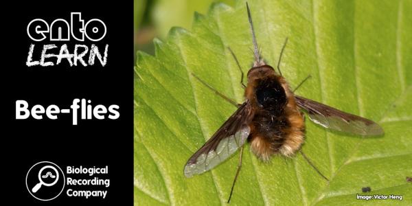 Poster for the webinar, showing a bee-fly on a leaf