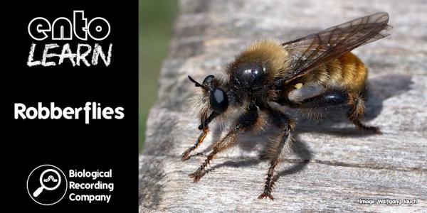 Webinar poster, showing a Bumblebee Robberfly