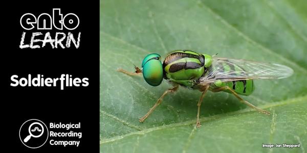 Webinar poster, showing a soldierfly on a leaf