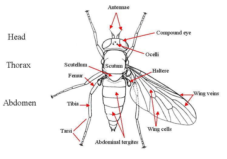 Fly parts - morphology diagrams