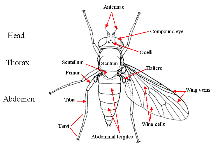 diptera anatomy