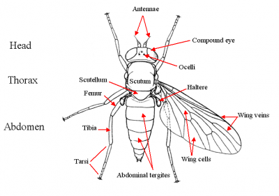 Fly body parts diagram