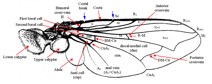 diptera anatomy