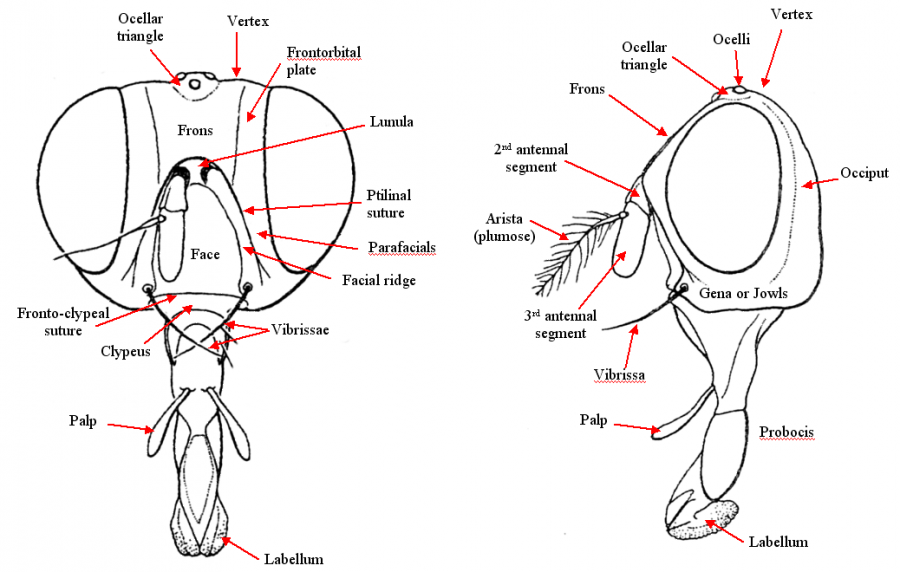 diptera anatomy