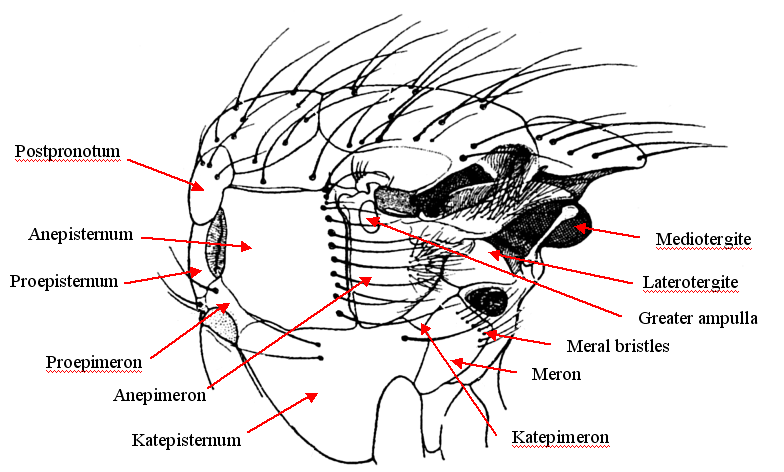 Fly parts - morphology diagrams | Dipterists forum