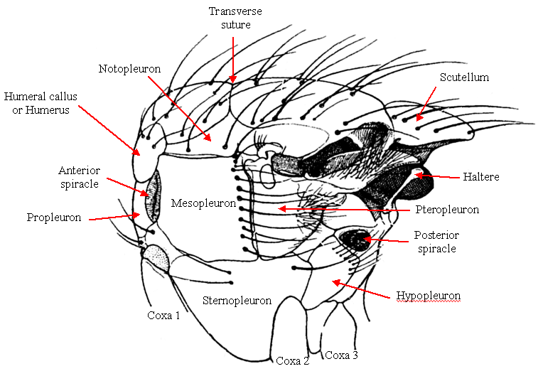 diptera anatomy